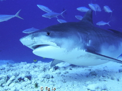 Galeocerdo cuvier (tiger shark). (f/7.1, 1/160, ISO-200, ... by E&e Lp 